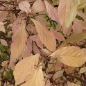 Callicarpa dichotoma automne P1D